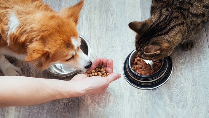 Pet Food Reviews